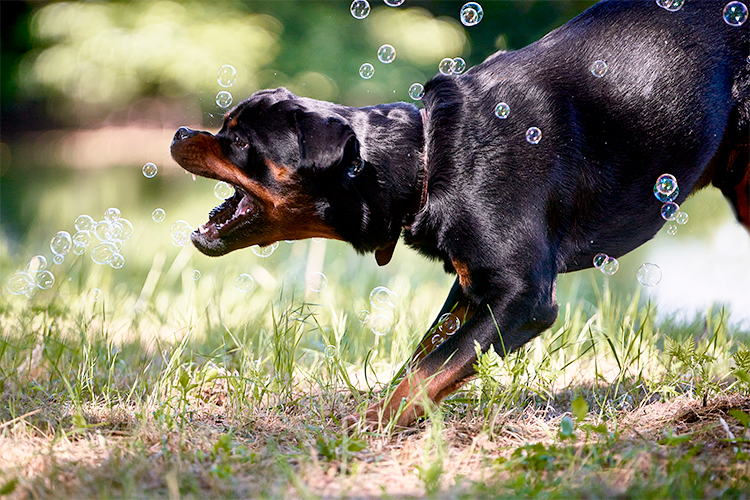 Rottweiler-Fotosession mit Seifenblasen für Aktionbilder