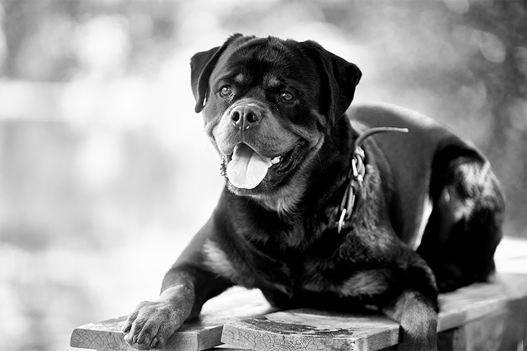 Rottweiler Jungrüde Jerry - kräftig, unerschrocken, selbstsicher und so einfühlsam, verspielt und verschmust