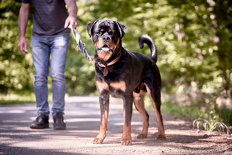Imposanter Rottweiler Jungrüde Jerry