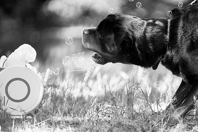 Seifenblasenmaschine sorgt für Aktion beim Rottweiler-Shooting 