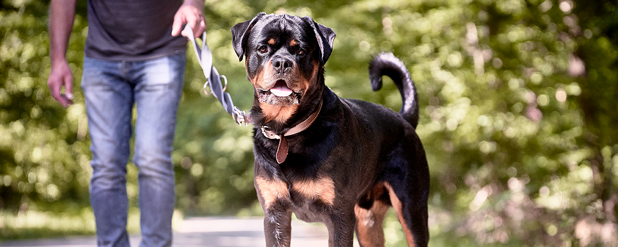 Rottweiler-Shooting